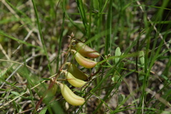 Astragalus distortus engelmannii