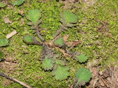 Leptinella squalida squalida