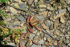 Astragalus distortus engelmannii
