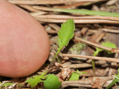 Leptinella squalida squalida