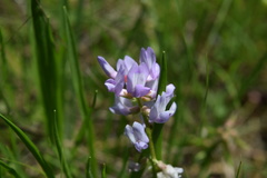 Astragalus distortus engelmannii