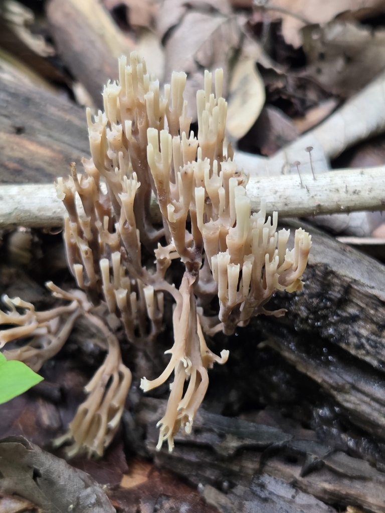 crown-tipped coral fungus · July 2026 · photo: Photo: (c) Maura, some rights reserved (CC BY) · iNaturalist