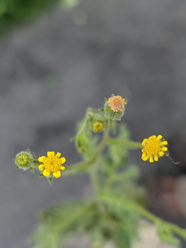 Sticky Groundsel