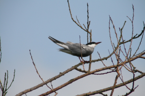 iNaturalist: (c) Daniel MikoĊajewski, some rights reserved (CC BY-NC), uploaded by Daniel MikoĊajewski iNaturalist image