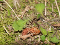 Leptinella squalida squalida