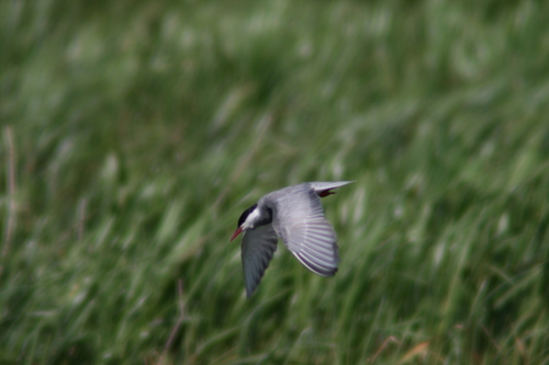 iNaturalist: (c) Daniel MikoĊajewski, some rights reserved (CC BY-NC), uploaded by Daniel MikoĊajewski iNaturalist image