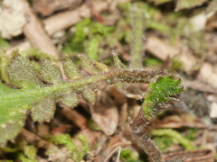 Leptinella squalida squalida