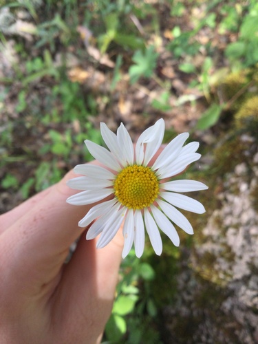 Lazy Daisy