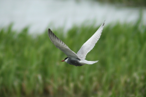 iNaturalist image