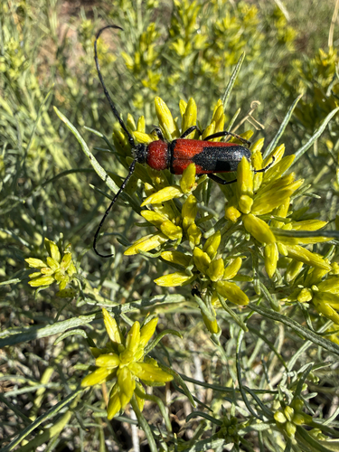 Red and Black Long-horned Beetle