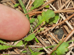 Leptinella squalida squalida