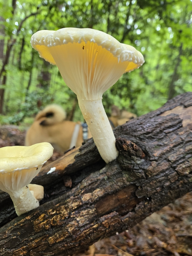 Lynx Paw Oyster · July 2026 · photo: Photo: (c) Elizabeth Altman, some rights reserved (CC BY) · iNaturalist