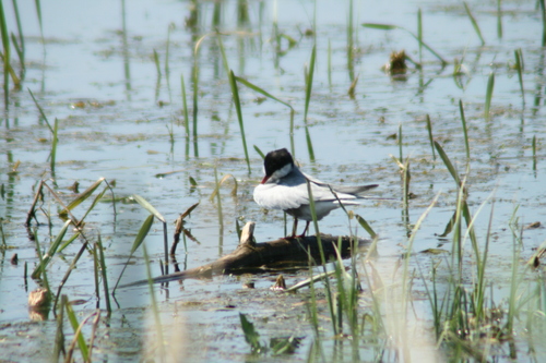 iNaturalist image