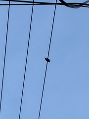 Sturnus vulgaris