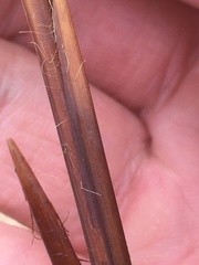 Carex lacustris