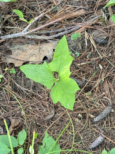 white rattlesnake root