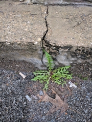 Taraxacum