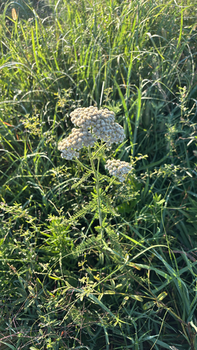 common yarrow