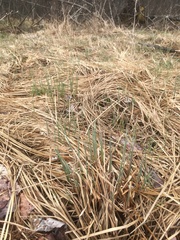 Carex lacustris