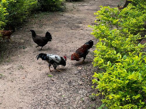 Domestic Chicken