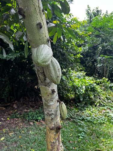 cacao tree