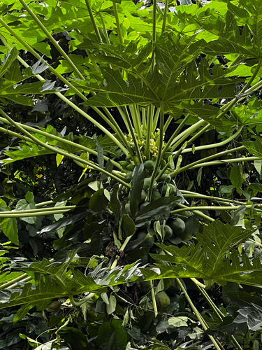 Papaya