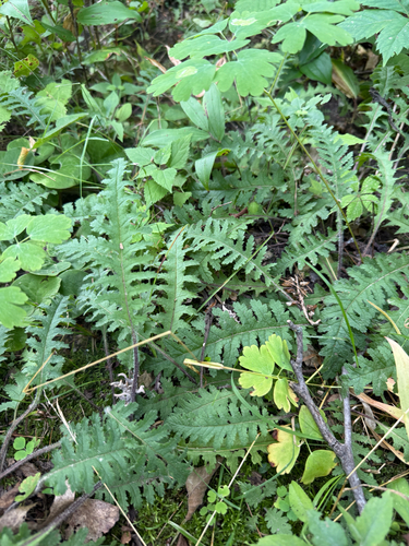 Canadian lousewort