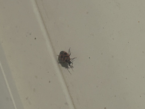 Deraeocoris histrio