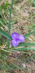 Tradescantia virginiana