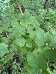Ribes missouriense