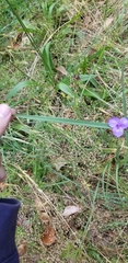 Tradescantia virginiana