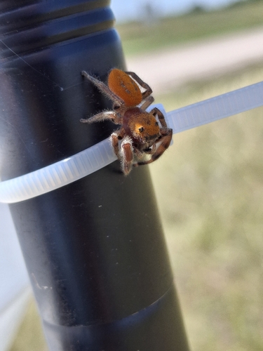 Phidippus pius