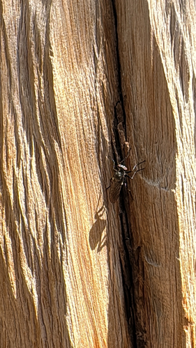 iNaturalist observation photo of Brachyrhopalinae