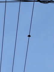 Sturnus vulgaris