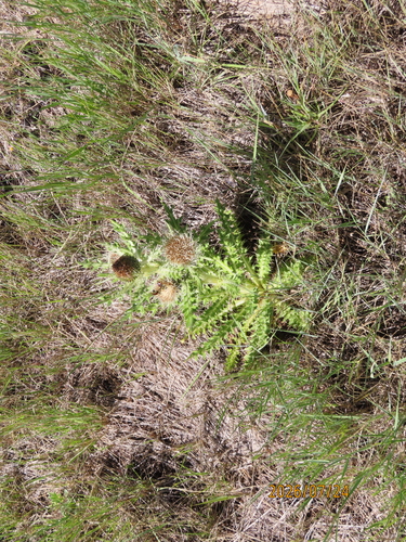yellowspine thistle