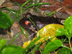 Leptodactylus knudseni