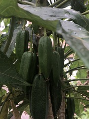 Vasconcellea × pentagona