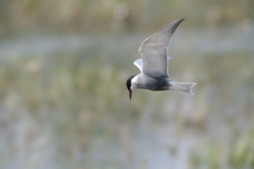 iNaturalist image