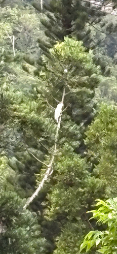 Cacatua observed 2026-07-24