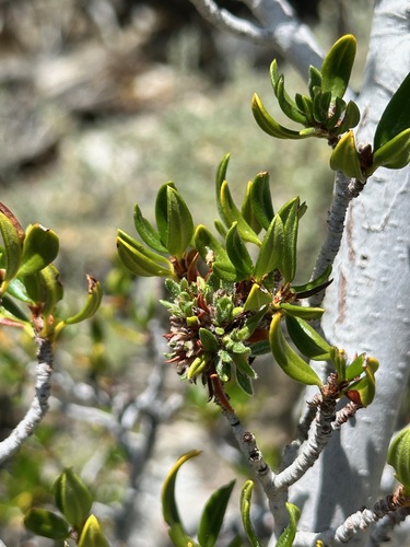 iNaturalist observation photo of Mountain Mahogany gall midge