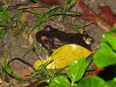 Leptodactylus knudseni