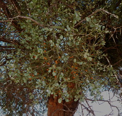 Viscum rotundifolium