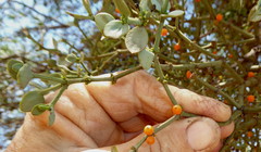 Viscum rotundifolium