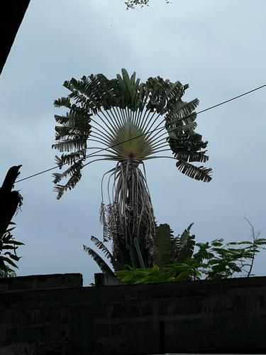 Traveller's Palm
