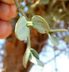 Viscum rotundifolium