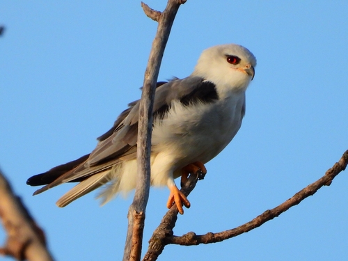 Black-winged Kite