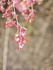 Rumex maderensis