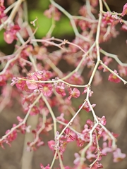 Rumex maderensis, photograph (c) Daniel Heras González, some rights reserved (CC BY)
