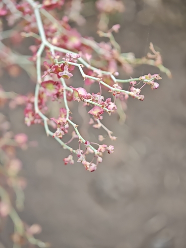 Rumex maderensis, photograph 3