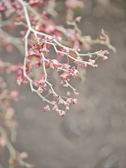 Rumex maderensis, photograph (c) Daniel Heras González, some rights reserved (CC BY)